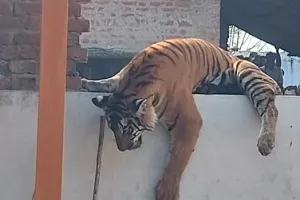 पीलीभीत: रेस्क्यू की गई बाघिन का ब्लड सैंपल IVRI भेजा, कैनाइन डिस्टेंपर वायरस की चपेट में तो नहीं आ गई!