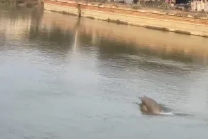 गंगा नदी में होगी डॉल्फिन की तलाश, पानी बनेंगे घरौंदे, अलीगढ़ से कासगंज तक जगह-जगह लगाए जाएंगे वॉच टॉवर