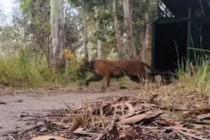 पीलीभीत: पिंजरे में कैद बाघिन को छठे दिन मिल गई रिहाई, लगाया गया रेडियो कॉलर, विभाग करता रहेगा निगरानी