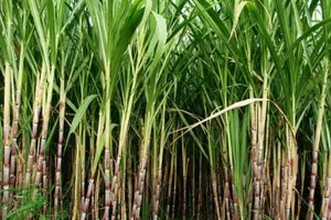 लखीमपुर-खीरी: जिले में नौ चीनी मिलों में पेराई सत्र चालू, गन्ना मूल्य भुगतान में छले जा रहे किसान 