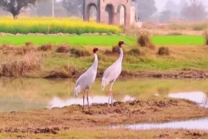 कासगंज: अभी तक रुठे हैं मेहमान, इंतजार कर रहे हैं मेजबान 