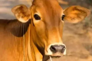 बदायूं: दस लीटर दूध दे रही गाय तो सम्मानित करेगी सरकार....जानिए क्या है योजना