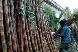 कासगंज: गन्ना किसानों के लिए बढ़ी सहूलियत, अतिरिक्त सट्टा किया गया 