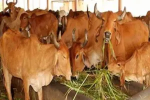 बरेली: उपायुक्त श्रम रोजगार ने 19 गोशालाओं के लिए मांगी जमीन, एडीएम प्रशासन को लिखा पत्र