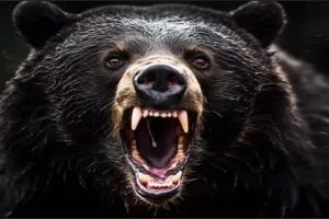 शक्तिफार्म: सिडकुल से लौट रहे श्रमिक पर भालू ने किया हमला, हुई मौत