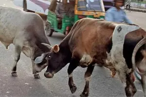 नैनीताल: आवारा पशुओं को रहने के लिए की गई व्यवस्था का विस्तृत प्लान दे सरकार