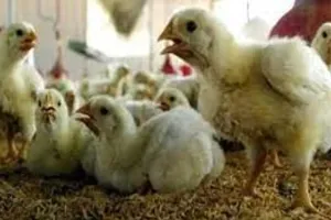 बरेली: बर्ड फ्लू का डर, 15 दिन में देशभर से जांच को आईवीआरआई पहुंचे 275 सैंपल, सीएआरआई के फार्म में बाहरी लोगों के प्रवेश पर रोक