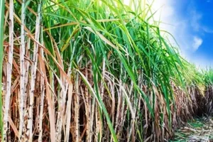 बरेली: गन्ना किसानों को झटका, आंवला में अभी नहीं खुलेगी नई चीनी मिल