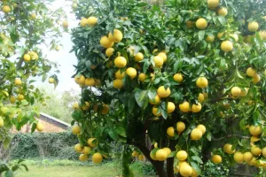 भीमताल: माल्टा और पहाड़ी नींबू का समर्थन मूल्य घोषित