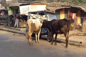 शाहजहांपुर: तीन साल में चली गईं 18 से ज्यादा जान, फिर भी सड़क से नहीं हट सके पशु