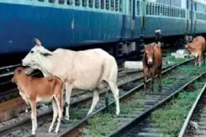 ट्रेन की चपेट में आने से 11 गोवंश की मौत 