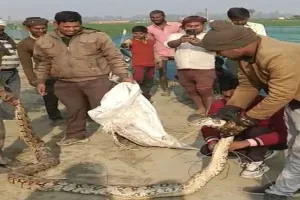हरदोई: गांव में मिला 16 फुट का अजगर, ग्रामीणों में मचा हड़कंप, वन विभाग ने किया रेस्क्यू