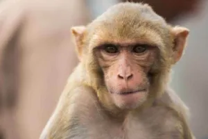 बिजनौर : बंदर के हमले से छत से गिरकर महिला की मौत