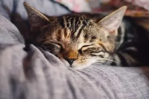 अगर बिल्ली को घर में बंद रखेंगे तो क्या वह ऊब नहीं जाएगी?