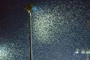 कीड़े रात में रोशनी के पास आते हैं: वे आकाश का पता नहीं लगा पाते हैं 