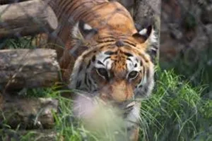 हल्द्वानी के गौलापार क्षेत्र में जू और वन्य जीव अस्पताल के निर्माण की बाधाएं हुईं दूर - सीएम