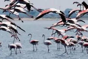 हल्द्वानी: 20 जनवरी को आठ जलाशयों पर होगी प्रवासी पक्षियों की गणना