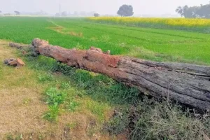 Kanpur News: बिना अनुमति पेड़ कटवा रहे पीआरवी के दो सिपाही निलंबित, जानें- पूरा मामला