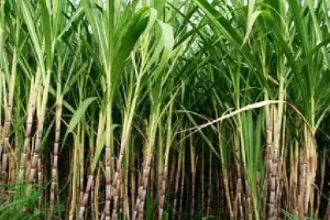 मुरादाबाद : गन्ना मूल्य में 20 रुपये की बढ़ोतरी से किसान नाखुश, बोले- 'इतनी महंगाई में कैसे पालेंगे परिवार'