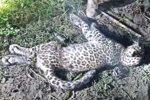 ...तो इलाज के अभाव में हुई थी एनीमिक प्रभावित शावक की मौत, जानिये किस प्राणी उद्यान ने इलाज से कर दिया था मना?