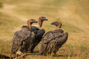 प्रवासी पक्षियों का पसंदीदा जिला बना बाराबंकी, धीरे-धीरे बढ़ रही विलुप्तप्राय गिद्धों की जनसंख्या, पक्षीप्रेमी खुश