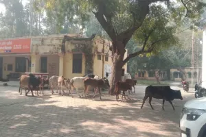 अमेठी: छुट्टा गोवंश ने ग्रामीण परेशान, 60 से अधिक अन्ना जानवरों को ब्लाक परिसर में किया कैद, हड़कंप