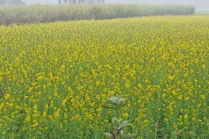 सुलतानपुर: बेमौसम बारिश से तिलहन-दलहन के साथ आलू की फसल को भी हो रहा नुकसान, जानिए कैसे करें बचाव?  