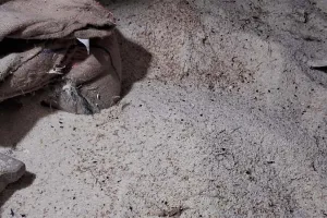 प्रयागराज: सरकारी कोटे में मिल रहा सड़ा अनाज, कार्डधारकों ने किया हंगामा, धांधली का भी लगाया आरोप, देखें वीडियो