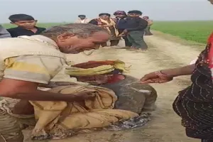 संतकबीरनगर: जंगली सुअरों के हमले में पांच लोग घायल, दो की हालत गम्भीर 