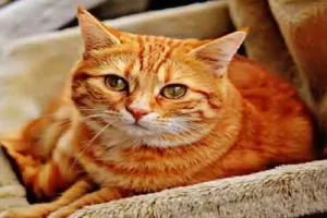 टिकटॉक के अनुसार नारंगी बिल्लियां ‘stupid’ होती हैं, यह कितना सच है? 