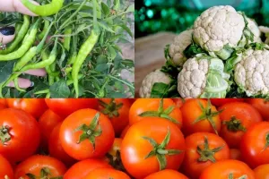 बरेली: शीतलहर से खेती-किसानी की बिगड़ रही सेहत, गेहूं, सरसों समेत कुछ फसलों को लाभ तो टमाटर, गोभी को नुकसान होने की आशंका