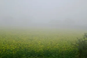 कासगंज: अभिशाप बन रहा है आसमान से गिरता पाला, आलू, सरसों सहित कई फसलों को हो रहा नुकसान 