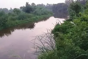 कासगंज: कैना और टाइफा पानी को करेंगे शुद्ध, संतुलित होगी ऑक्सीजन की मात्रा, काली नदी में लगाये जाएंगे विशेष प्रजाति के यह पौधे