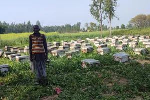 शाहजहांपुर: शहद से जीवन में मिठास घोल रहे जिले के किसान, आम खेती की तुलना में अच्छी आमदनी