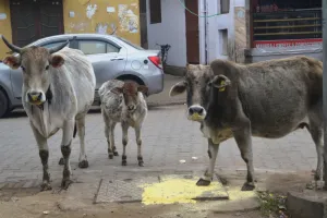 शहर का हाल: सड़क हो या बाजार, हर जगह छुट्टा पशुओं की भरमार, पकड़ने के बजाए भगाने पर अधिक ध्यान दे रहे जिम्मेदार