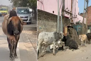 बरेली: खुलेआम सड़कों पर मौत बनकर घूम  रहे सांड, जिलाधिकारी के आदेश हवा-हवाई