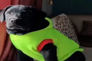 Pet Care : घटता तापमान और सर्दी से पालतू पशुओं में बढ़ रहा निमोनिया का खतरा, ऐसे रखें अपने पेट्स का ख्याल 