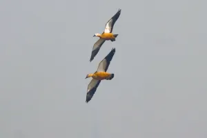 बरेली: प्रवासी पक्षियों का आवागमन शुरू, मगर संख्या कम