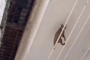 VIRAL VIDEO: बिल्ली ने बिजली के तारों पर दिखाया अद्भुत बैलेंस बनाने का टैलेंट, वीडियो देख आप भी रह जाएंगे दंग  