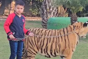 VIRAL VIDEO: बाघ के गले में चेन बांधकर घुमा रहा था बच्चा, कुछ देर में टाइगर को आया गुस्सा, आगे हुआ कुछ ऐसा... 