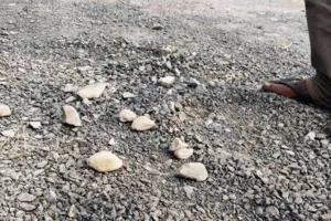 लखीमपुर-खीरी: अब बेहजम-कैमासुर संपर्क मार्ग निर्माण के 15 दिन बाद ही उखड़ा, वीडियो वायरल होने के बाद मची खलबली 