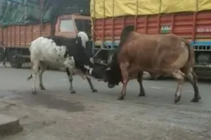 बरेली: मुश्किल में अफसर... लेकिन सांड हैं कि मानते नहीं