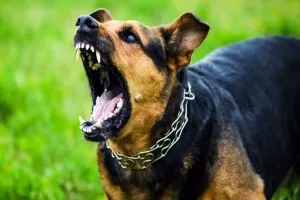 Pilibhit News: कुत्तों ने हमला कर ले ली गौशाला के गोवंश की जान, CDO ने BDO से मांगी रिपोर्ट