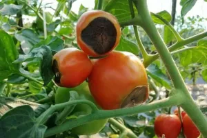 हल्द्वानी: बारिश से पौधे हरे...टमाटर हुआ काला