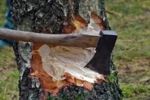 किच्छा: सरकारी भूमि पर खड़े 10 हरे पेड़ काट ले गए तस्कर 