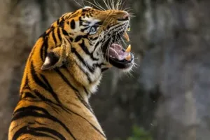 रामनगर: महिला को दो किलोमीटर घसीट ले गया बाघ, नहीं बची जान...ग्रामीण हुए आग बबूला