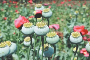 रुद्रपुर: पुलिस ने 972 ग्राम अफीम के साथ दबोचे सौदागर दो भाई