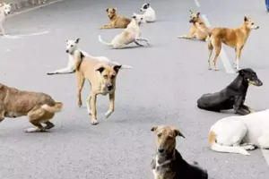 पंजाब: आवारा कुत्तों के झुंड ने महिला को नोच-नोच कर मार डाला, दूसरी गंभीर