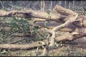 हरियाली पर आरा!, बहराइच में बिना परमिट हरे पेड़ों की हो रही कटाई, जिम्मेदार मौन! 