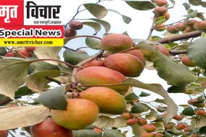 बहराइच: कश्मीरी एप्पल बेर की खेती से 'मालामाल' हो रहे प्रगतिशील किसान!, लागत से मिल रहा ढाई गुना लाभ!